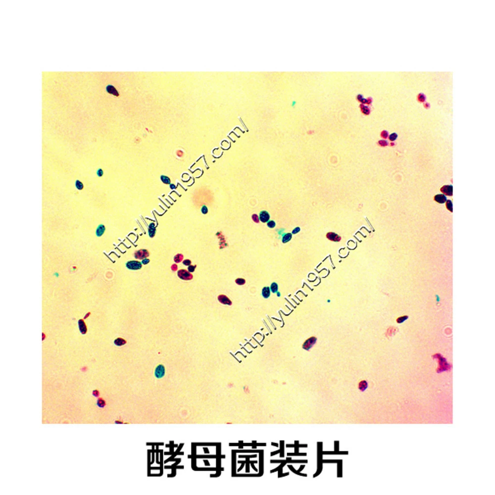 Bio -sliced specimen Microscope Microscopy Microbial Microbial Yeast Platform