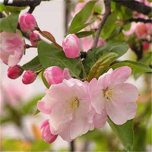 �S�Ҽ���4���ֶ��t�����ăr�� ���Ę�Ʒ�|�б��C