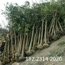 清鎮桂花樹批發 5-7公分占地桂花樹 綠化樹 園林喬木 南方種植