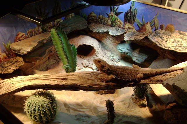 reptile-habitats