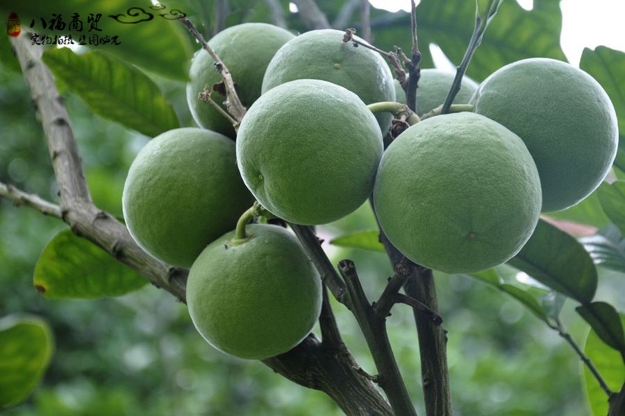 15b7aa1b440281f46d04008f1eefc2