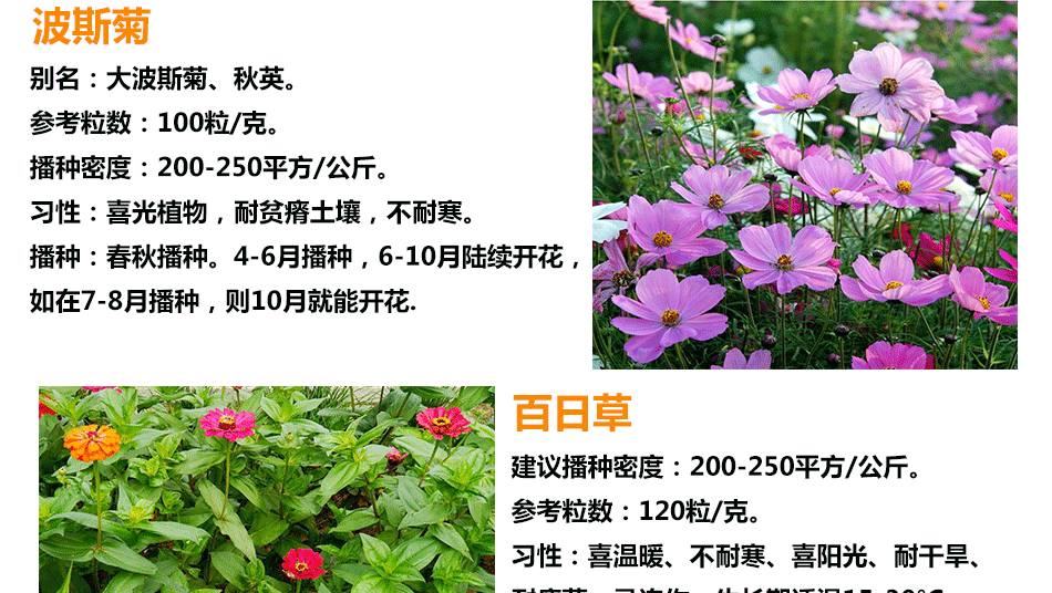 花种详情6_06