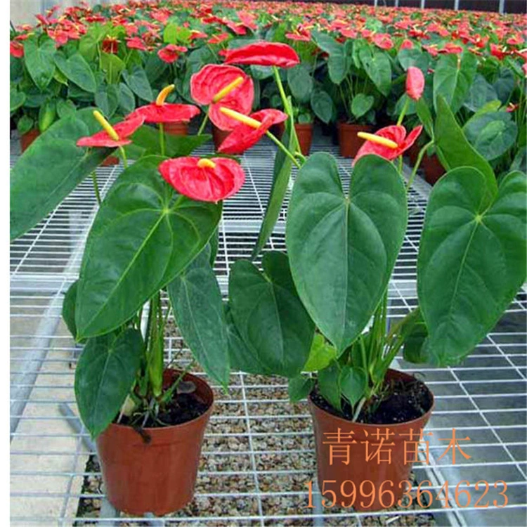 Питомник прямой Настольный горшок красная Пальма гидропонная аэробная зеленая пудра для очистки воздуха бонсай Пальмовая белая пальма