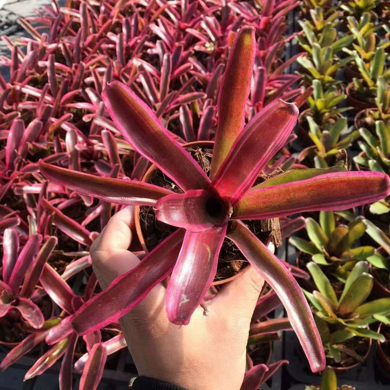 База напрямую поставляет небольшие горшечные растения, зеленые растения, цветы, беспочвенные растения, воздушный ананас, водный ананас.