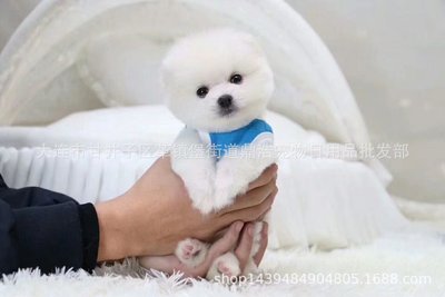 俊杰狗宝宝纯白小体茶杯爆毛袖珍宠物狗狗送宠物衣服一件代发宠物