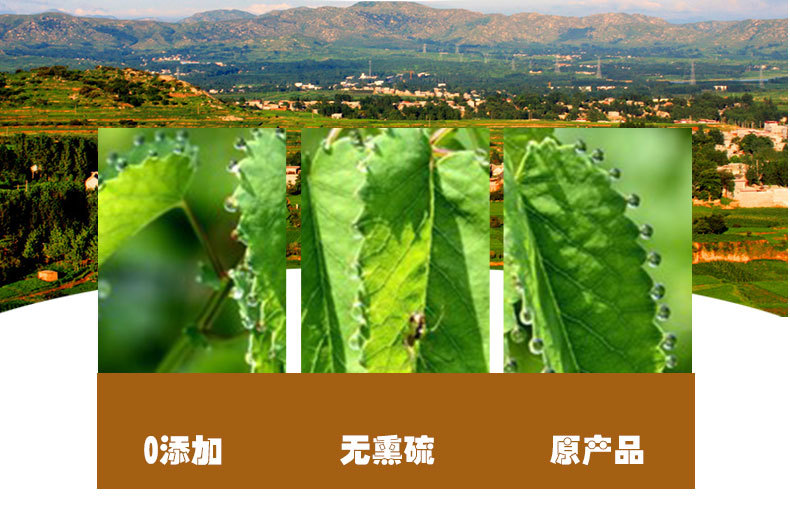 Ye Xia Zhu (Phyllanthus urinaria) — Dried Food Herb, Guangxi Origin, 500g quality and texture