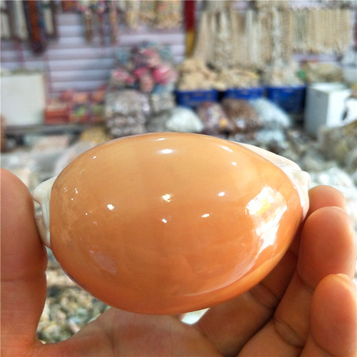 Factory direct sales about 9 cm gold treasure snails, specimen snails, conch shells, window decorations, collectibles