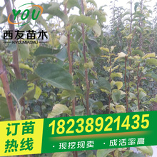 四川重庆广西江西地区南方适合种植 梨树苗价格 梨子梨树苗嫁接苗