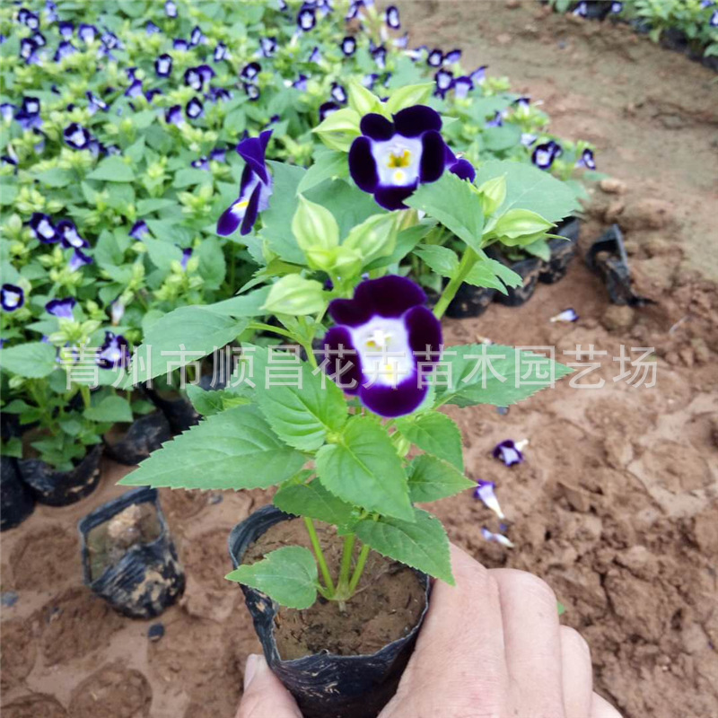 四季草花夏堇盆栽 山东基地供应夏瑾批发 盆栽时令花卉夏瑾-阿里巴巴