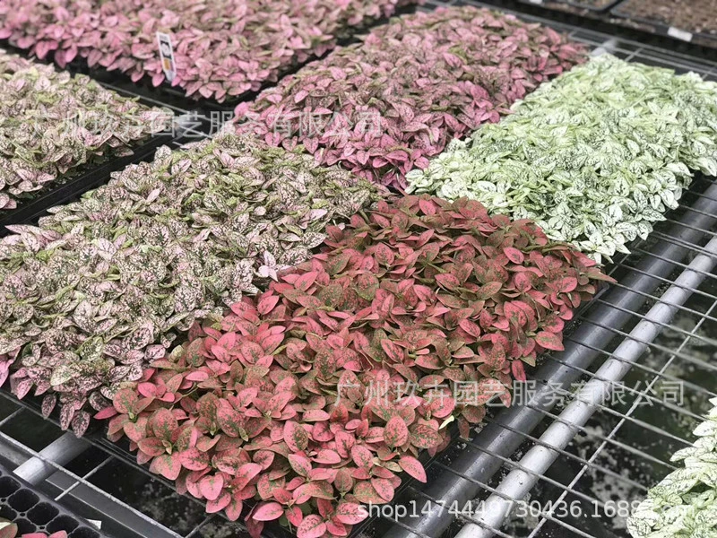 Сладкая красная лоза Листва Растения Рассада В горшке Гостиная Балкон Офис Рабочий стол Зеленые растения