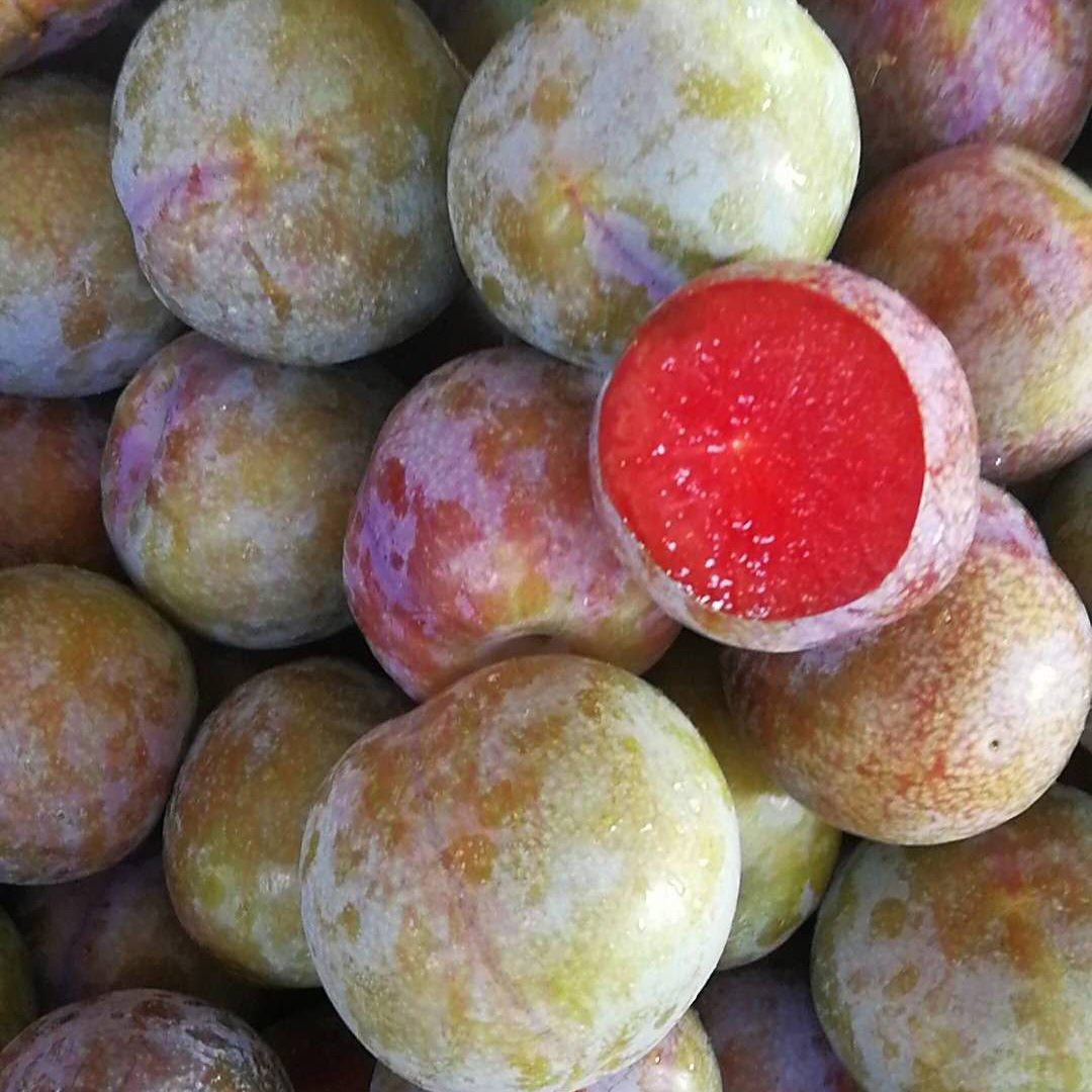 【元江仓】云南元江特产三华李清脆红李子产地直供一件代发|ru