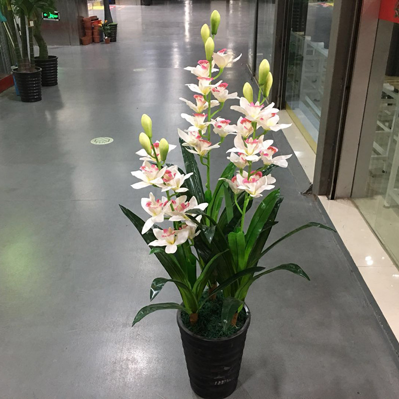 1.2米三杆蕙兰（白色）