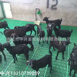 养羊用什么羊床 塑料羊漏粪板图片羊粪板批发