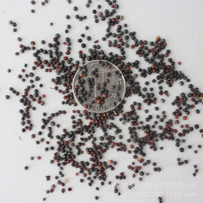 批发油菜籽种籽 美国大油王油菜种籽 观赏用油用种籽|ms