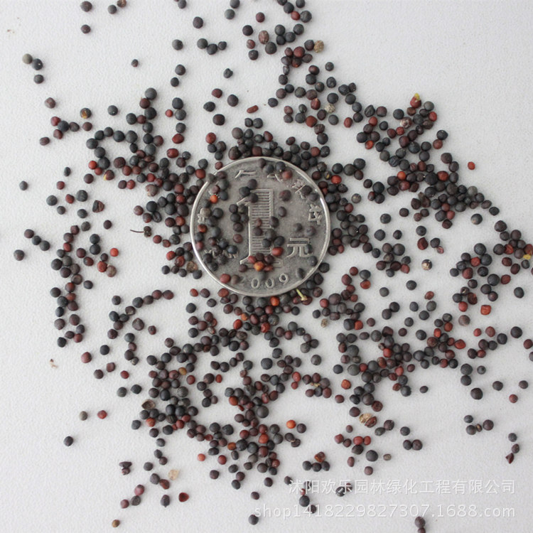 批发油菜籽种籽 美国大油王油菜种籽 观赏用油用种籽|ms