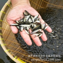 常年供应长江鲩草鱼 花白鲢 土鲮 麦鲮等种苗 寸苗 3-10公分