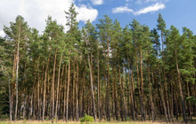 ʳ�ô�tɫ�� ��Ȼʳ��ɫ�� ��Ȼ�tɫ�� Һ�wˮ��