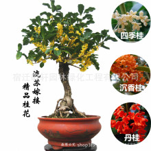 嫁接桂花树 盆栽四季桂花 金桂 沉香桂 八月桂丹桂 地栽当年开花