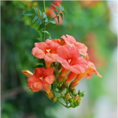 Американский морозостойкий Кемпинг Цветочная рассада Двор Стена на крыше Балкон Ограждение Цветы Вьющиеся лозы Быстрая петарда-как цветы