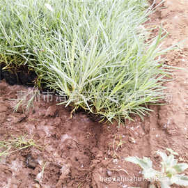 地被石竹 五彩石竹 耐寒易成活 图片宿根花卉批发