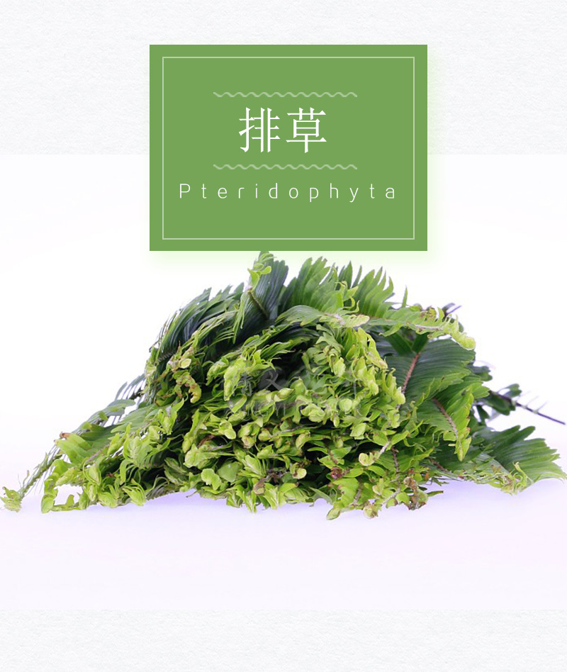 排草鲜花,灵草排草,排草(第12页)_大山谷图库