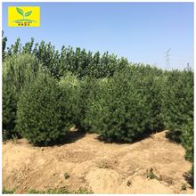 出售绿化行道树白皮松  规格2米 3米 3.5米高 四季常绿树 带土球