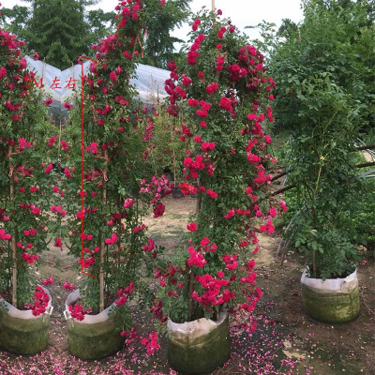 Палисандр ароматные цветы в помещении и на улице ароматные цветы Белый трахамум балкон висит вьющийся ротанг Роза растение в горшках