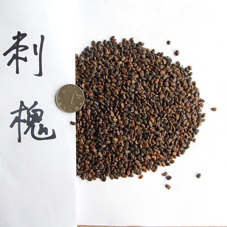 批发 刺槐 刺槐种子 红花槐种子 洋槐树种子 质量保证当年新采|ms