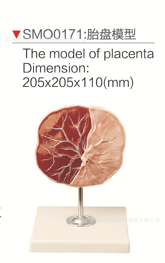 30040  SMO0171   胎盘模型.jpg