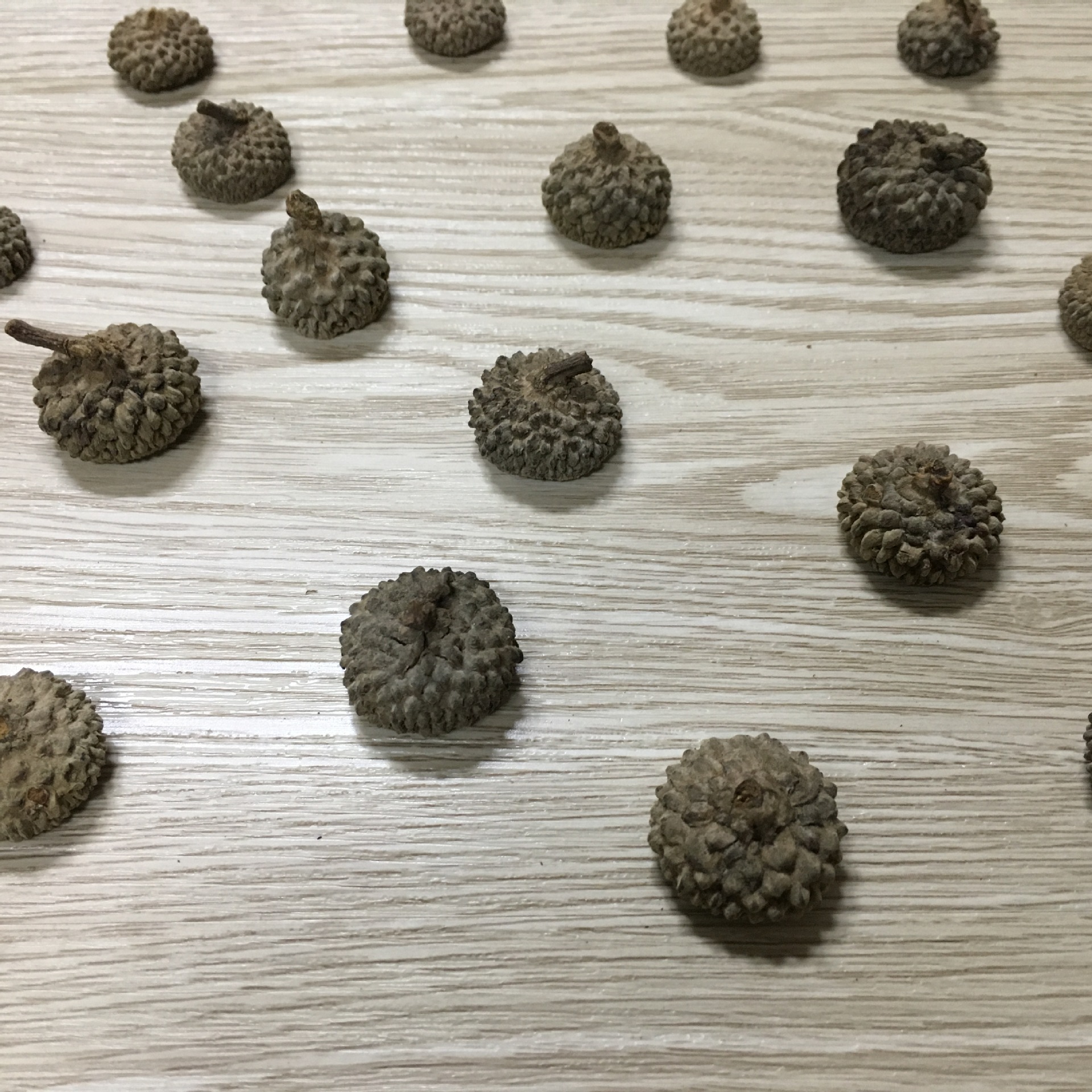 橡果天然橡子壳橡果帽森女系diy手工材料天然干花干松果复古道具-阿里巴巴