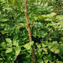 嫁接大红袍花椒苗基地现货直供 耐寒   病品种山地种植花椒苗价低