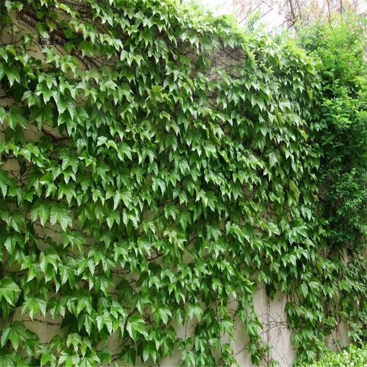 База прямые оптовые рассады лианы вьющиеся стены мастер выживаемость вьющихся растений Высокая скидка на большое количество