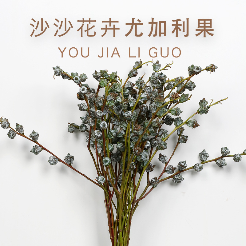 云南天然新鲜花材基地桉树果尤加利果配花昆明斗南鲜切花直批|ru