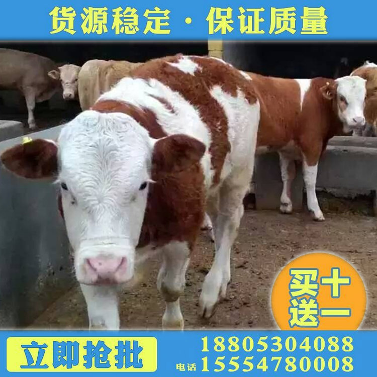 买肉牛苗价格 热销适合云南养殖的肉牛苗 牧旺肉牛养殖基地