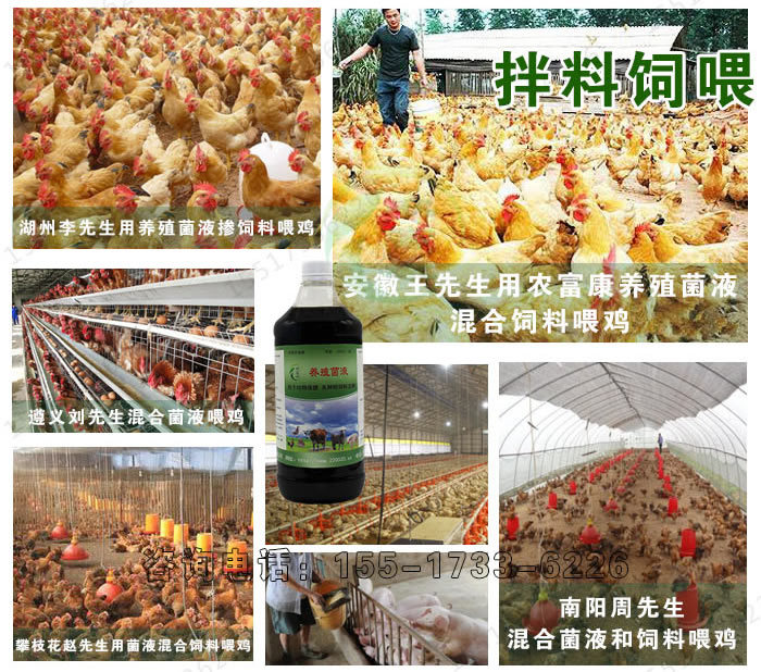 益生菌养鸡的好处