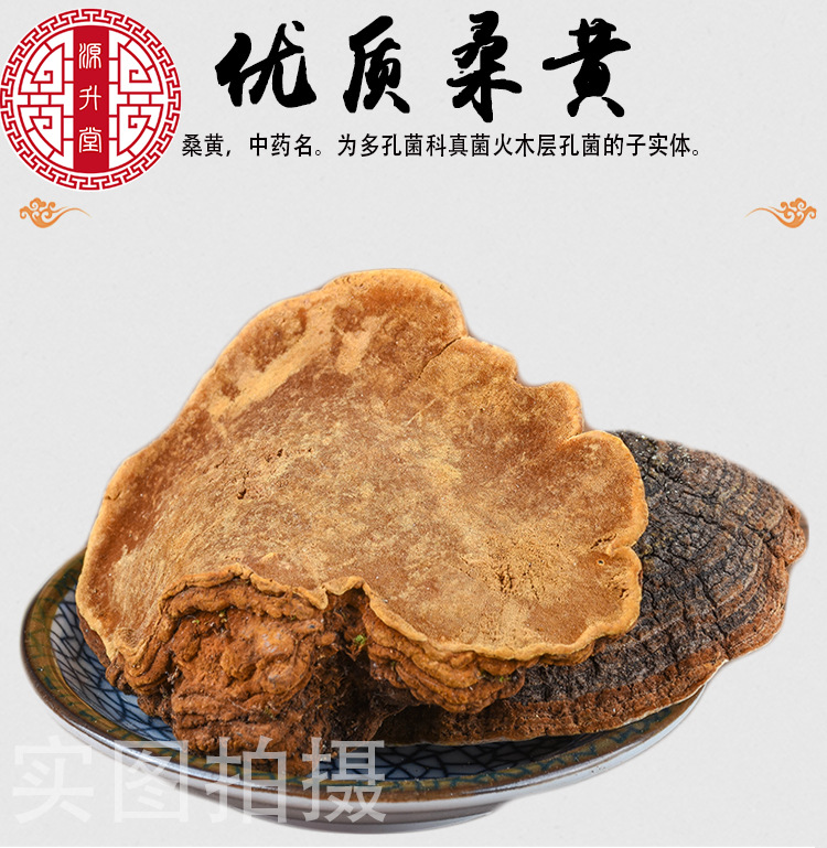 Sang Huang (Sanghuangporus sanghuang) — Wild Northeast Mulberry Yellow Fungus, Food-Herb Mushroom for Cooking quality and texture