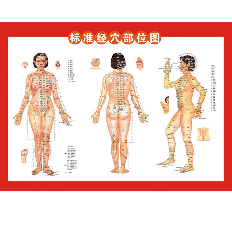 批发女士人体艾灸穴位图人体经络挂图参考图刮痧书可印二维码LOGO|ru