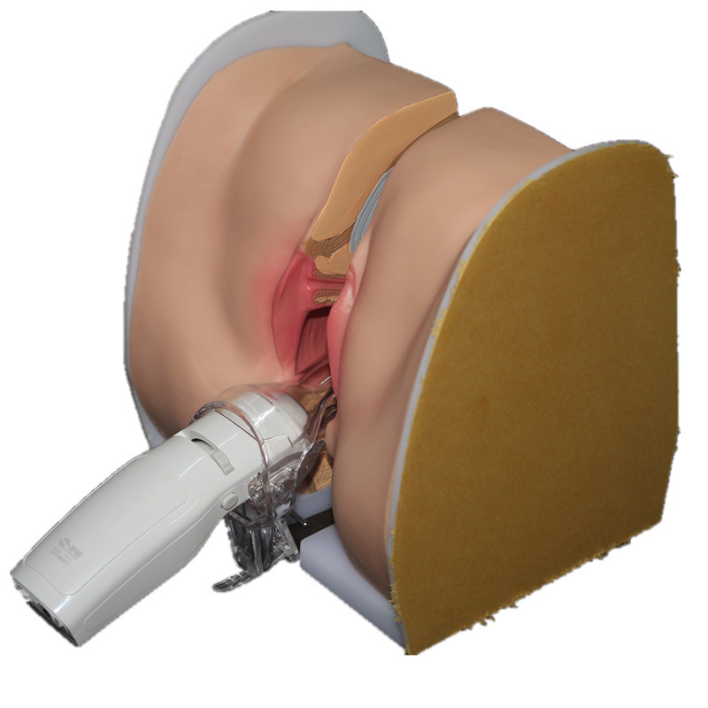 女性生殖阴道模型 人体妇科模型道具 妇科阴道卵巢模型教学模具
