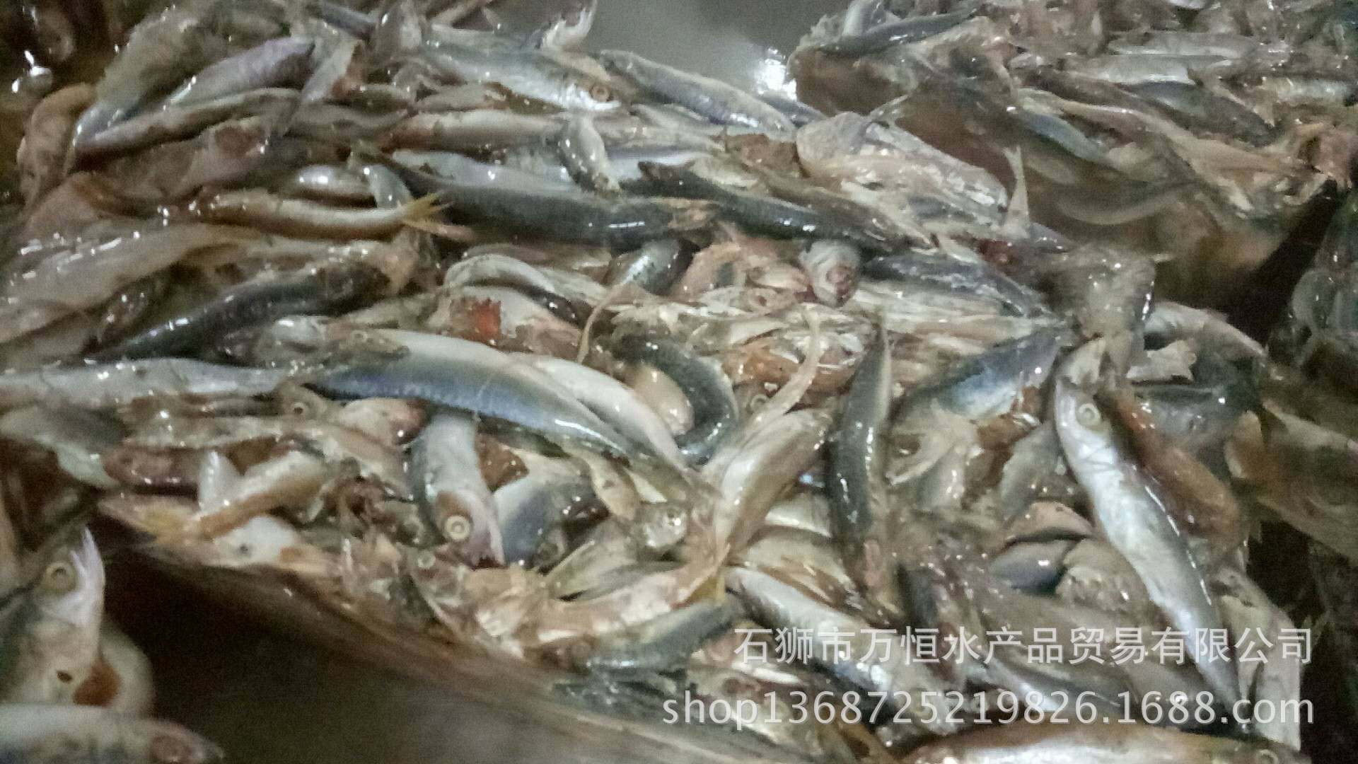冰鲜小杂鱼大量批发,冰冻小鱼批发元斤,大量批发冷冻杂鱼_大山谷图库