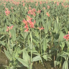 ���ش������l���~�S���t���ۻ����~ˮ�����˽�ˮ��ֲ��