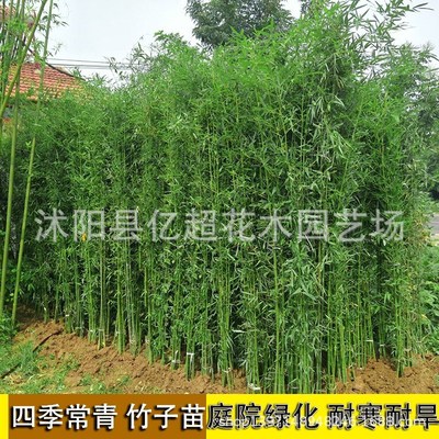 竹子庭院绿化紫竹苗/金镶玉竹苗/青竹苗 盆栽庭院内观赏四季常青|ms