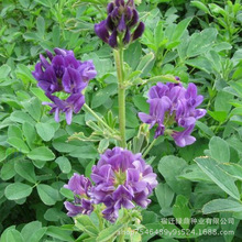 基地批发紫花苜蓿种子 多年生 耐旱高产牧草种子 紫花苜蓿 含蛋白