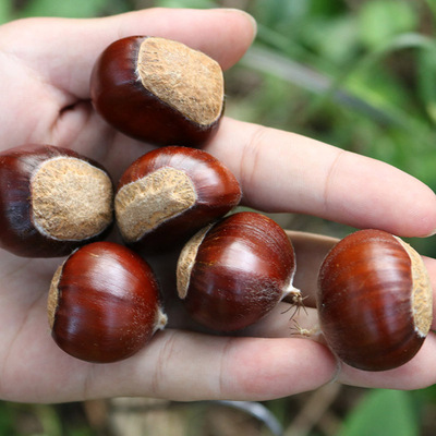 云南农家新鲜干生板栗野生老树油栗糖炒栗子现摘毛栗子干板栗代发|ms