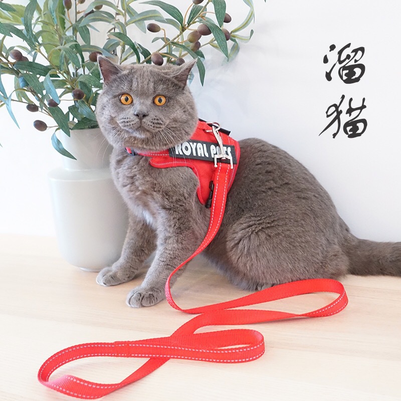 猫咪牵引绳防挣脱专用溜猫绳栓猫遛猫背心式背带项圈小猫绳子猫链