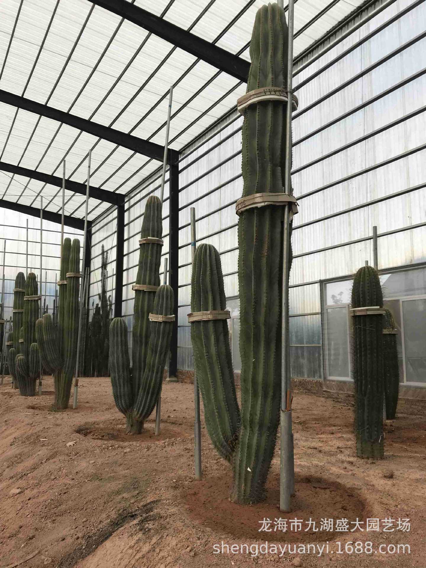 批发大型多浆植物 群生量天尺仙人柱沙生植物 秘鲁苹果仙人掌分叉-阿里巴巴