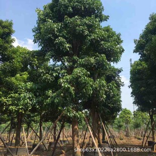 ����ֱ�N ��� ���U���^��� ������ ���� ��Ҏ�� �G����ľ��r