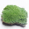 Moss micro -landscape air -drying \ Fresh white hair moss small white hair accessories material box installed indoor moss wall