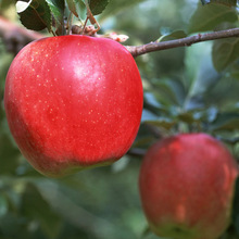 可盆栽地载果树苗 南方嫁接新品种 巨森苹果树小苗 苹果树小苗