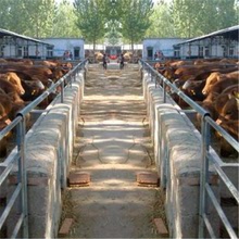 廣西肉牛養殖基地魯西肉牛養殖基地山西種牛價格
