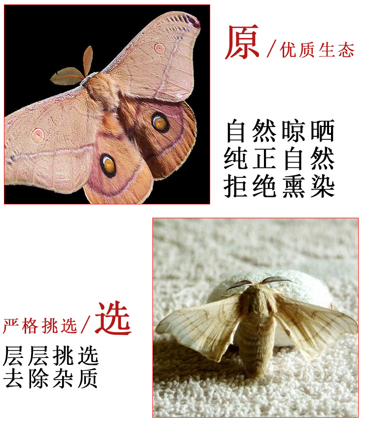 Male Silkworm Moth (Bombyx mori) — Dried Food-Herb Animal Material, 500g quality and texture